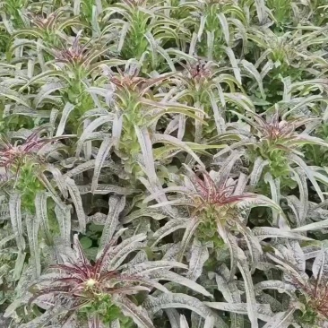莴笋大量上市，本市场女工，装车工，欢迎新老客户前来选购。
