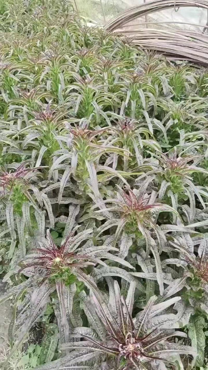 莴笋大量上市，本市场女工，装车工，欢迎新老客户前来选购。