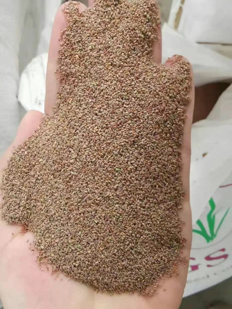 狗尾草种子旱地常见芮草沙漠牧草杂草观赏型护坡狗尾巴草种子