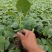 杭茄2010系列种苗烧烤细长茄苗嫁接紫红长茄子苗批发