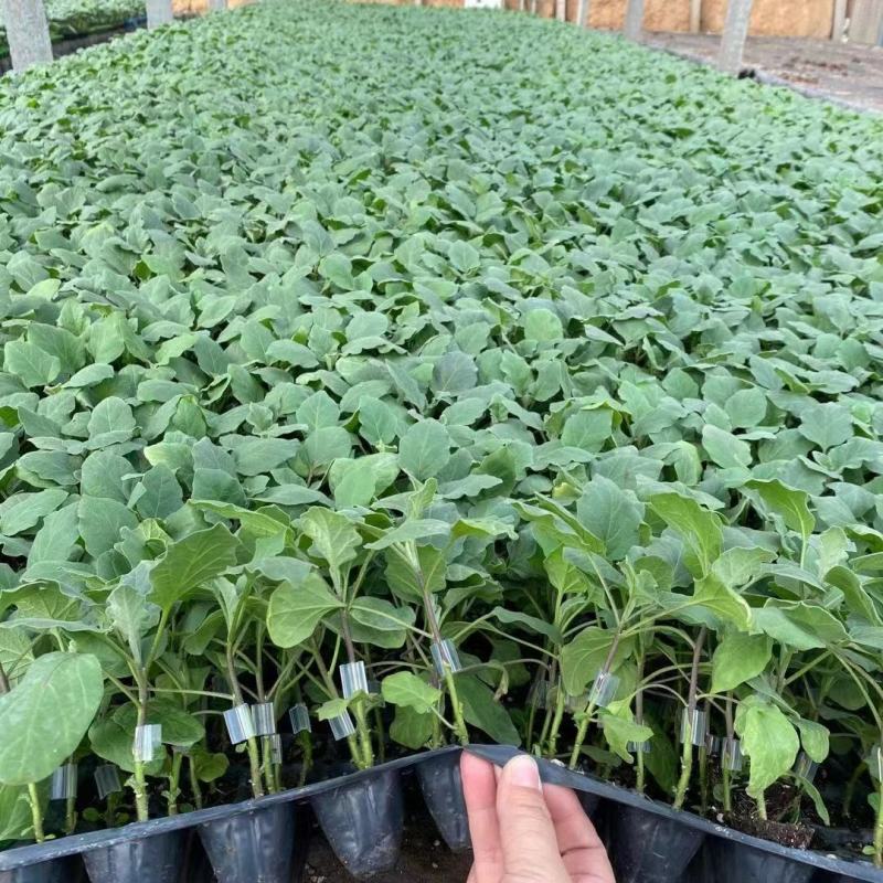 杭茄2010系列种苗烧烤细长茄苗嫁接紫红长茄子苗批发