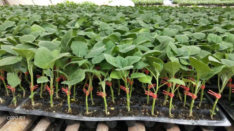 杭茄2010系列种苗烧烤细长茄苗嫁接紫红长茄子苗批发