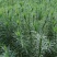精品华山松速生苗木华山松苗松树苗一手货源绿化还林树苗