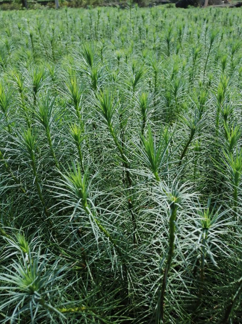 精品华山松速生苗木华山松苗松树苗一手货源绿化还林树苗