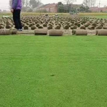 草坪基地大量供应中，江苏宿迁沭阳县基地直销无中间商