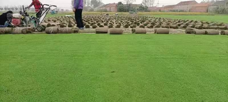草坪基地大量供应中，江苏宿迁沭阳县基地直销无中间商