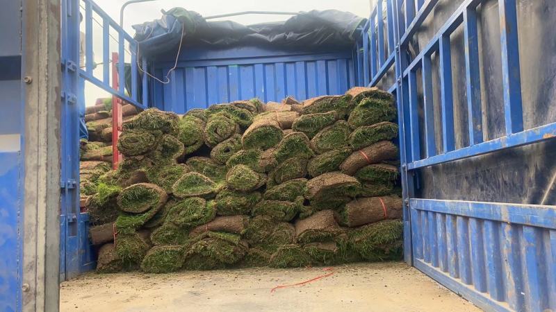 草坪基地大量供应中，江苏宿迁沭阳县基地直销无中间商