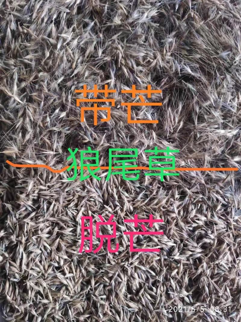 芒草种子再力花种子千屈菜花叶芦竹香蒲芦苇水葱梭鱼草鸢