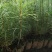 优质华山松苗绿化树苗基地直发一手货源技术指导