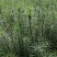 优质华山松苗绿化树苗基地直发一手货源技术指导