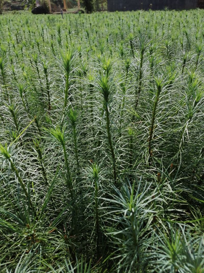优质华山松苗绿化树苗基地直发一手货源技术指导