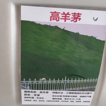 草坪种子高羊茅进口四季常青护坡草籽黑麦草百慕大庭院绿化草