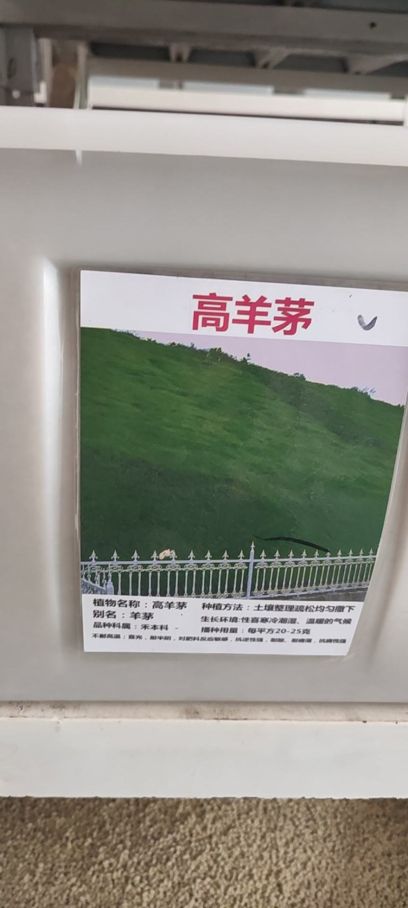 草坪种子高羊茅进口四季常青护坡草籽黑麦草百慕大庭院绿化草
