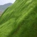 草坪种子高羊茅进口四季常青护坡草籽黑麦草百慕大庭院绿化草
