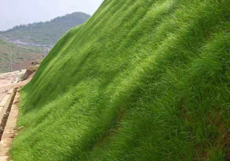 草坪种子高羊茅进口四季常青护坡草籽黑麦草百慕大庭院绿化草