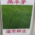 草坪种子高羊茅进口四季常青护坡草籽黑麦草百慕大庭院绿化草