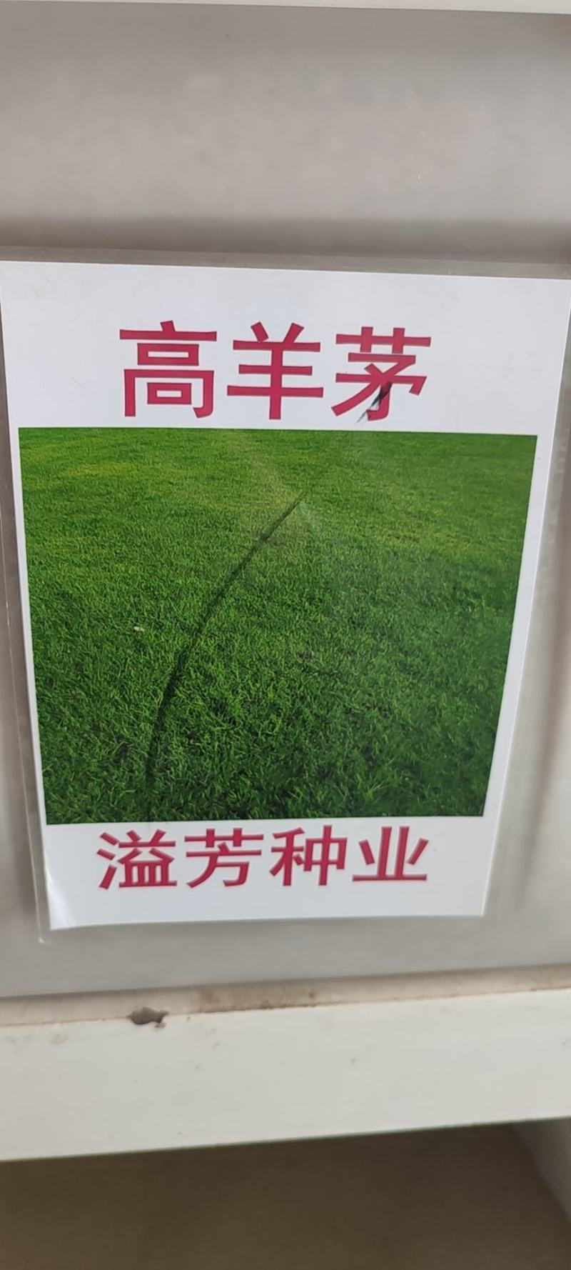 草坪种子高羊茅进口四季常青护坡草籽黑麦草百慕大庭院绿化草