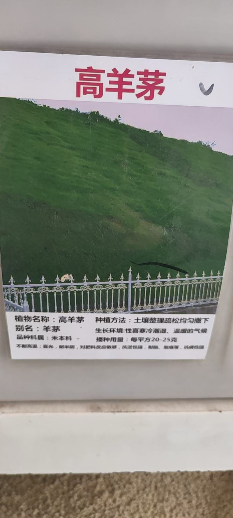 草坪种子高羊茅进口四季常青护坡草籽黑麦草百慕大庭院绿化草