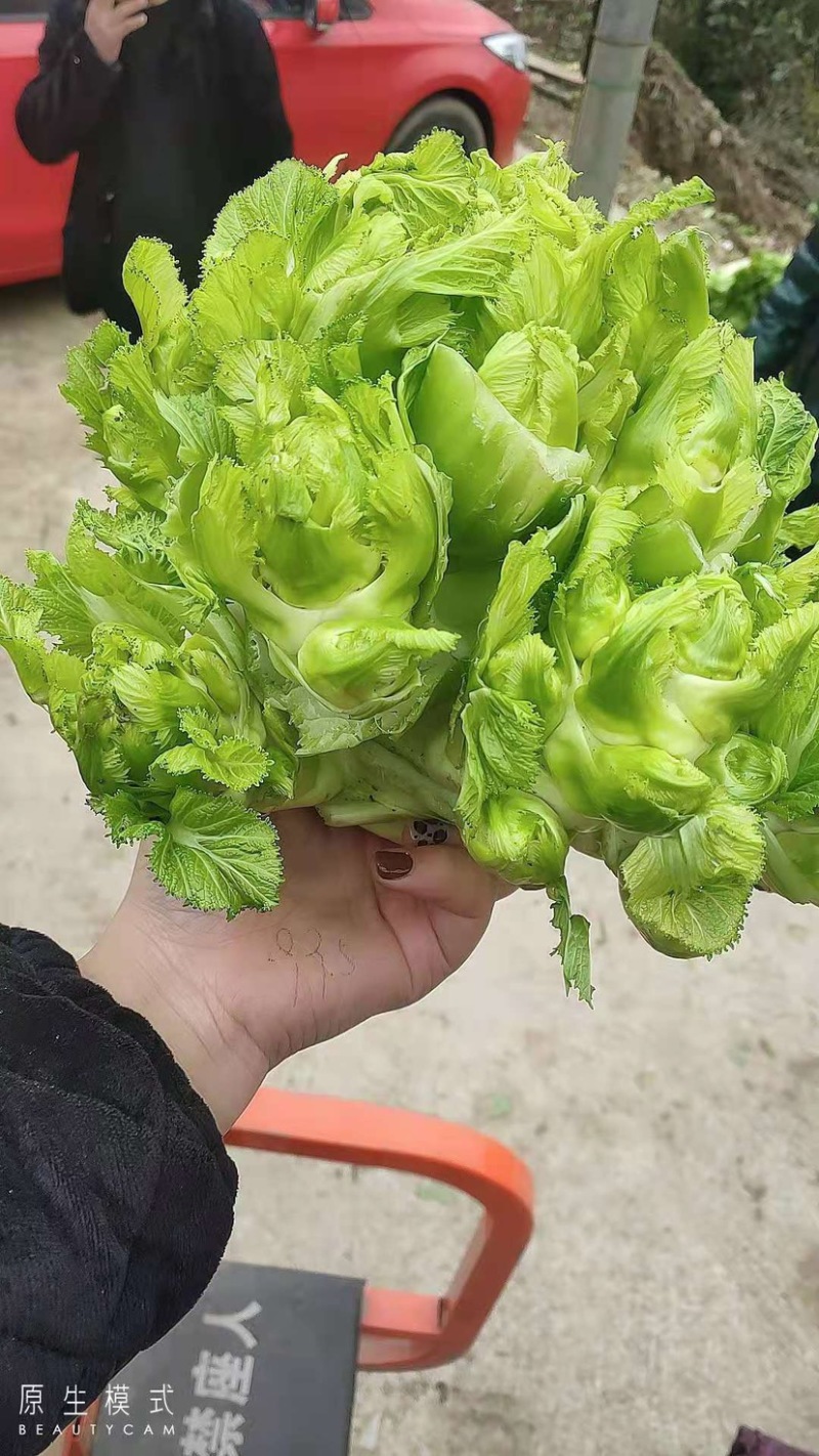 儿菜