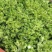 儿菜