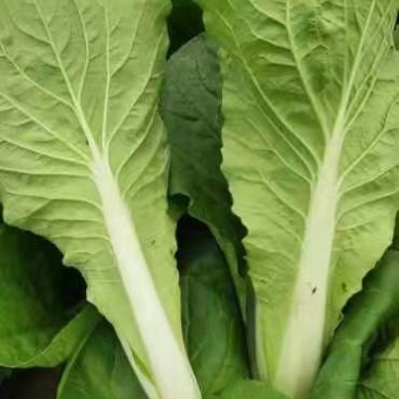 奶白菜山东曹县新鲜蔬菜小青菜奶白菜各种叶菜产地直发