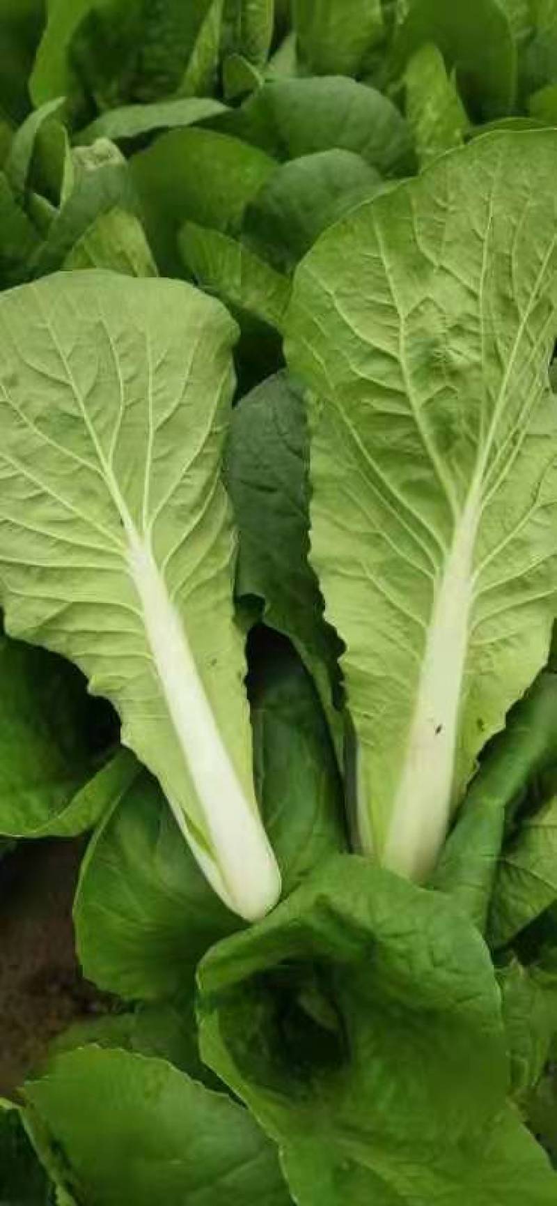 奶白菜山东曹县新鲜蔬菜小青菜奶白菜各种叶菜产地直发