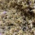 铁皮石斛花2021新花干花鼓槌石斛花500克批发