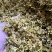 铁皮石斛花2021新花干花鼓槌石斛花500克批发