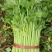 芹菜杭州西芹优质中棵菜，可根据客户需求加工做工精细