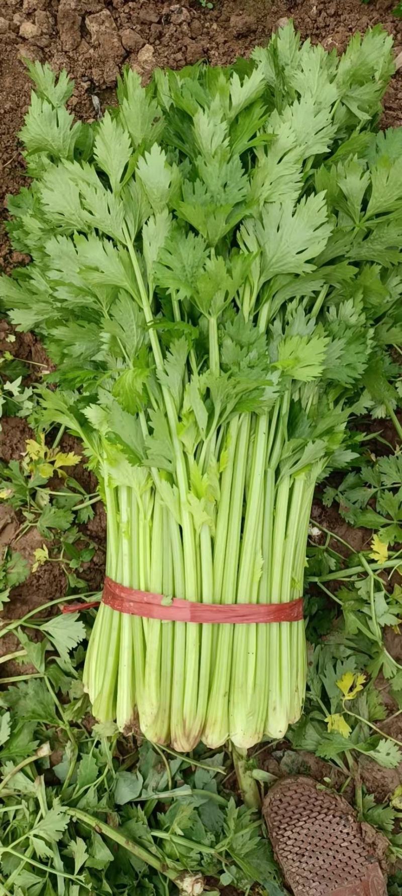 芹菜杭州西芹优质中棵菜，可根据客户需求加工做工精细