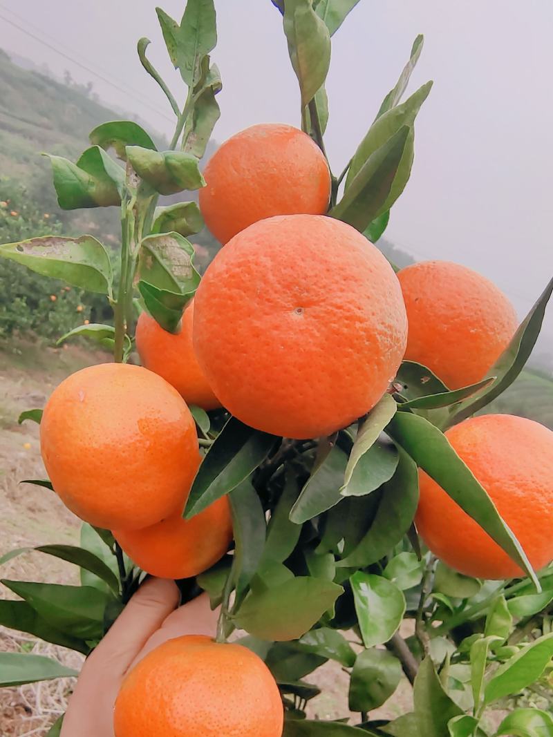 东方红世纪红杂柑皮薄汁多口感甜产地直发量大从优
