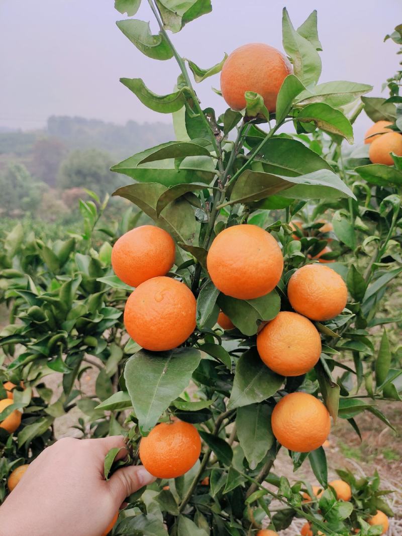 东方红世纪红杂柑皮薄汁多口感甜产地直发量大从优