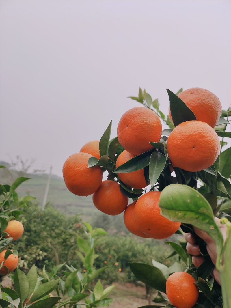 东方红世纪红杂柑皮薄汁多口感甜产地直发量大从优