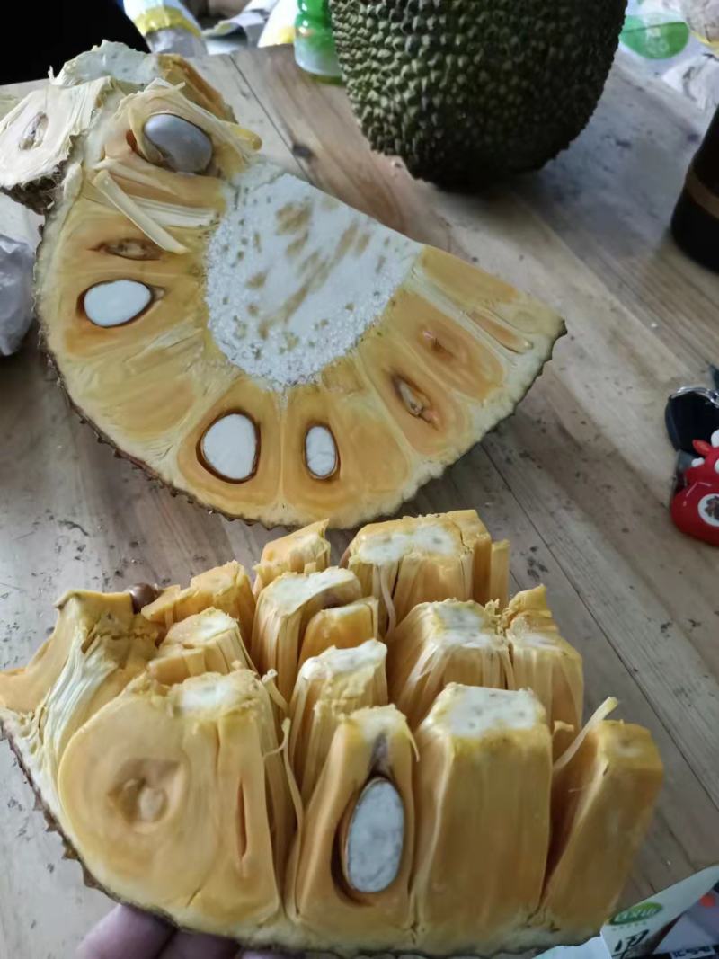 越南红肉菠萝蜜果地直销，天天有货出