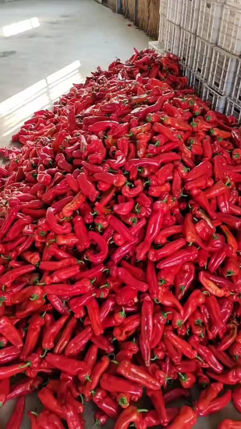 安徽精品红泡椒，鲜辣椒红椒产地直发代收货量充足量大从优