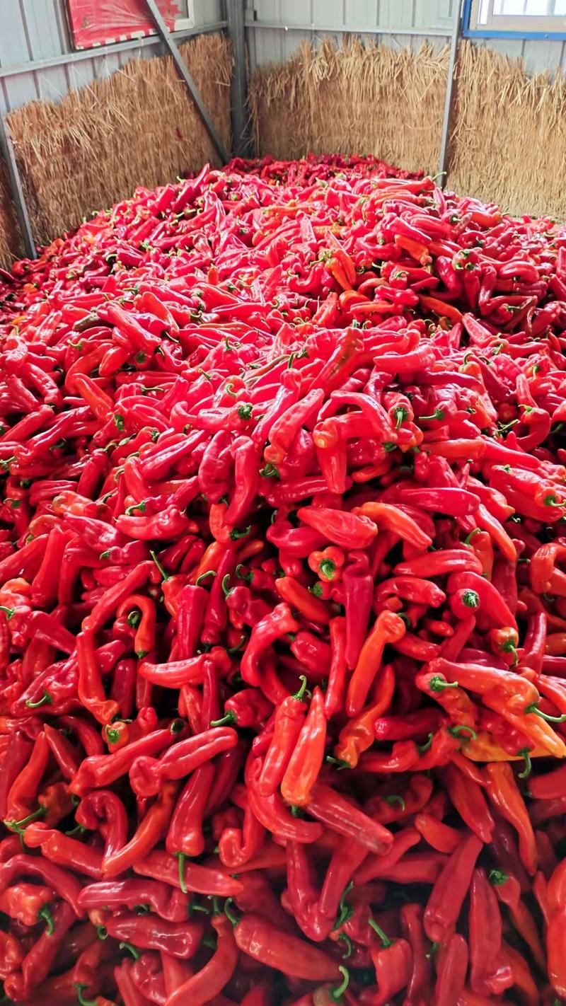 安徽精品红泡椒，鲜辣椒红椒产地直发代收货量充足量大从优
