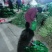 【精品莴苣】河南莴笋规格齐全量大从优产地发货