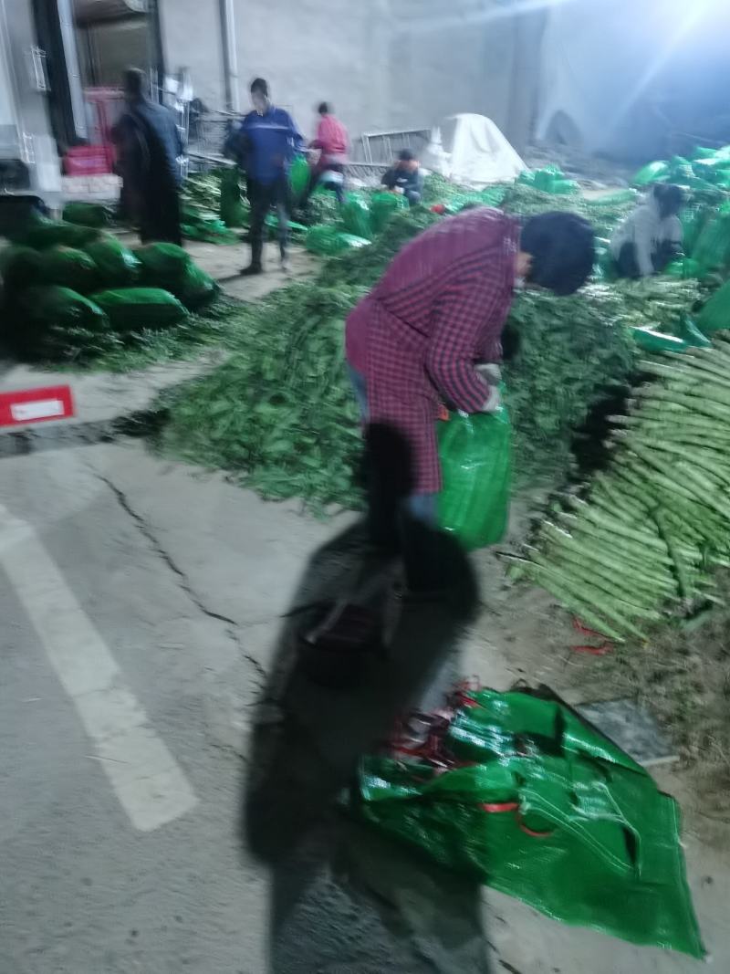 【精品莴苣】河南莴笋规格齐全量大从优产地发货
