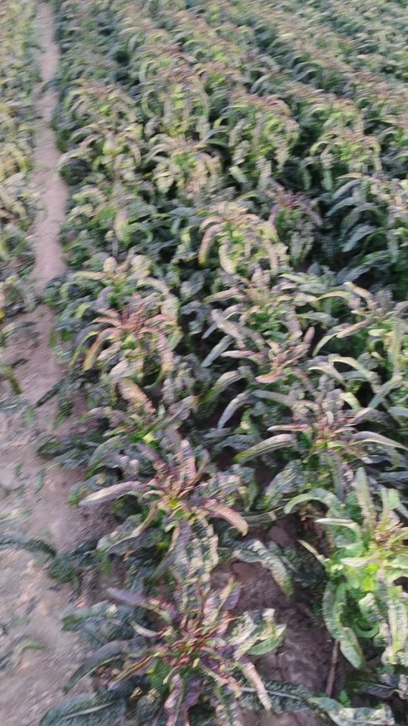 【精品莴苣】河南莴笋规格齐全量大从优产地发货
