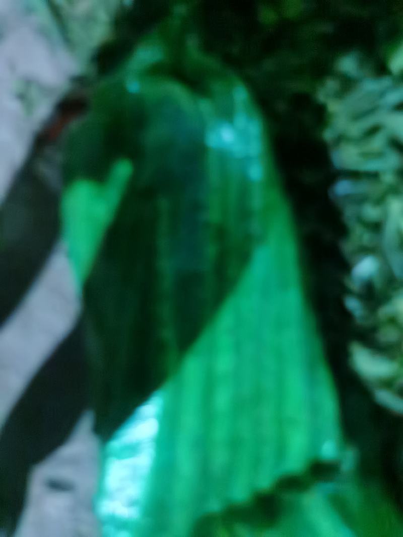 【精品莴苣】河南莴笋规格齐全量大从优产地发货