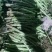 【精品莴苣】河南莴笋规格齐全量大从优产地发货