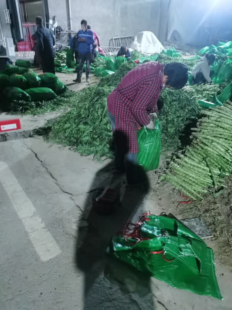 【精品莴苣】河南莴笋规格齐全量大从优产地发货
