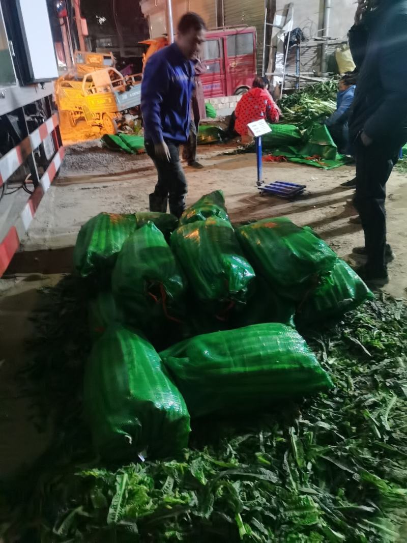 【精品莴苣】河南莴笋规格齐全量大从优产地发货