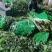 【精品莴苣】河南莴笋规格齐全量大从优产地发货
