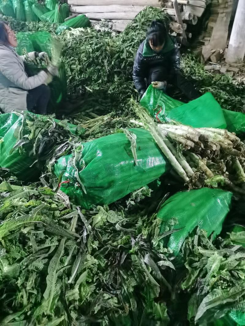 【精品莴苣】河南莴笋规格齐全量大从优产地发货