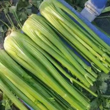 精品芹菜，产地直发，诚信代办，物美价廉。