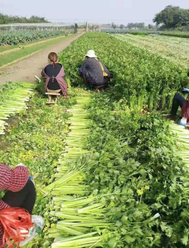 精品芹菜，产地直发，诚信代办，物美价廉。