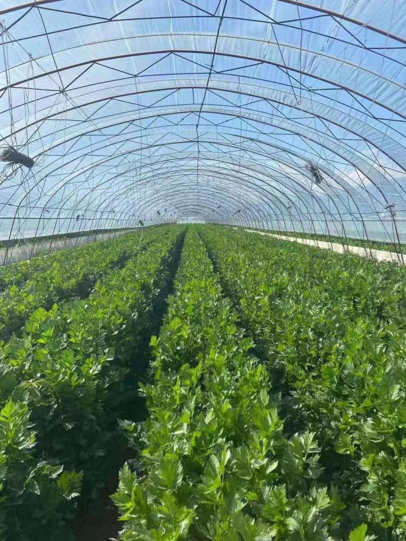 精品芹菜，产地直发，诚信代办，物美价廉。