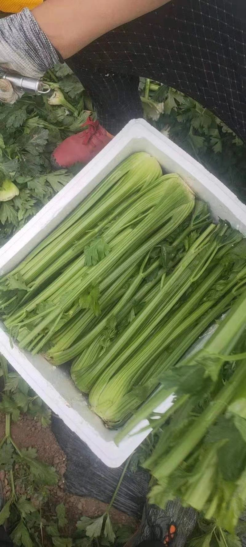 精品芹菜，产地直发，诚信代办，物美价廉。