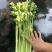 精品芹菜，产地直发，诚信代办，物美价廉。